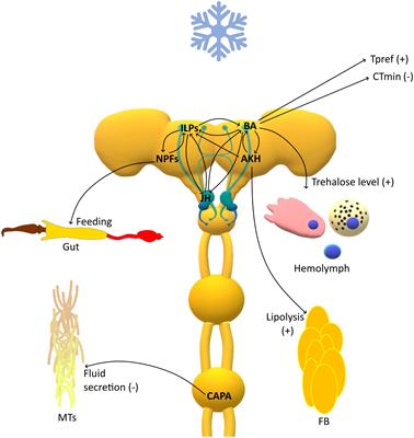 Role of the Insect Neuroendocrine System in the Response to Cold Stress